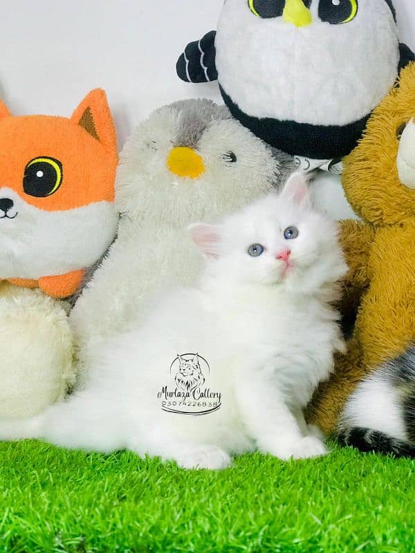 Persian cats 4