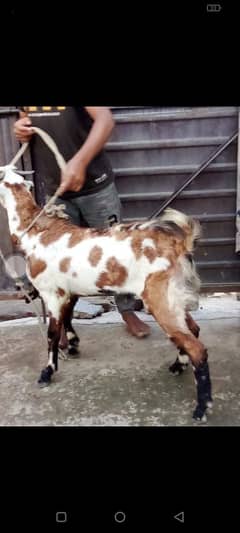 bakra for sale