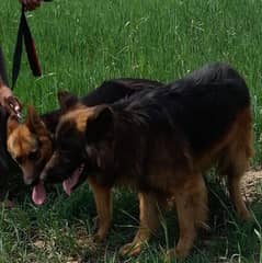 pink pedigree short coat 18month female pregnant healthy