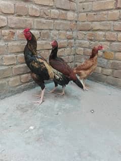 aseel pair for sale