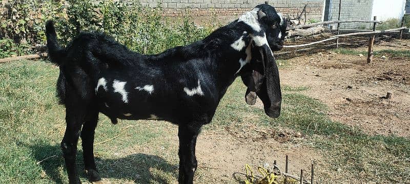 Betal Bakra 1