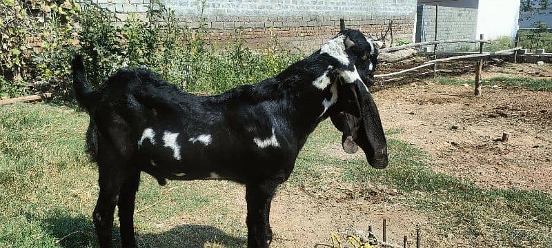 Betal Bakra 3