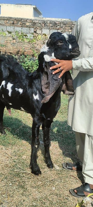 Betal Bakra 5