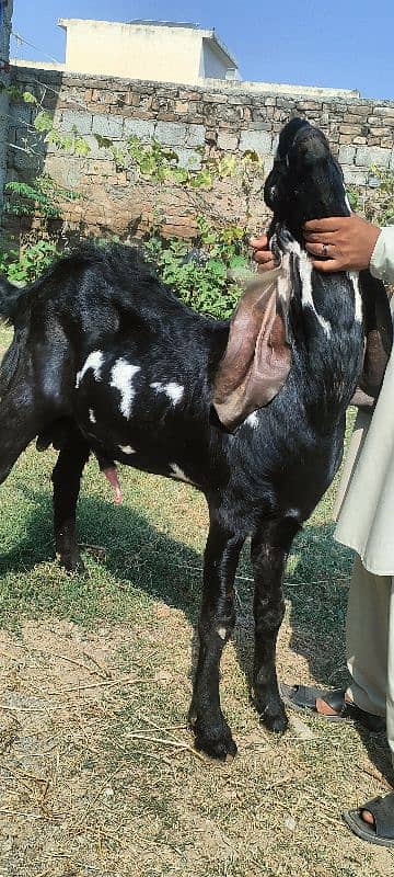 Betal Bakra 7