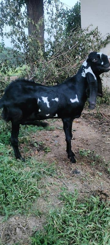 Betal Bakra 11