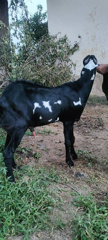 Betal Bakra 14