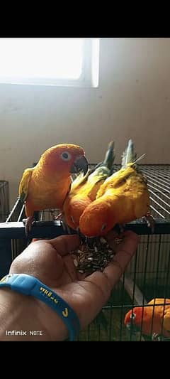 sun conure pair 0