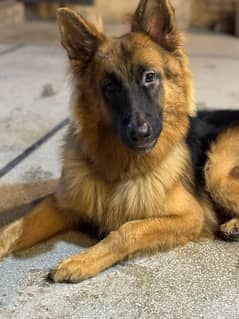 German shepherd long cout male dog