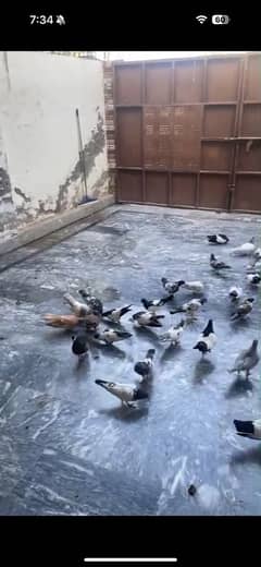 pigeons