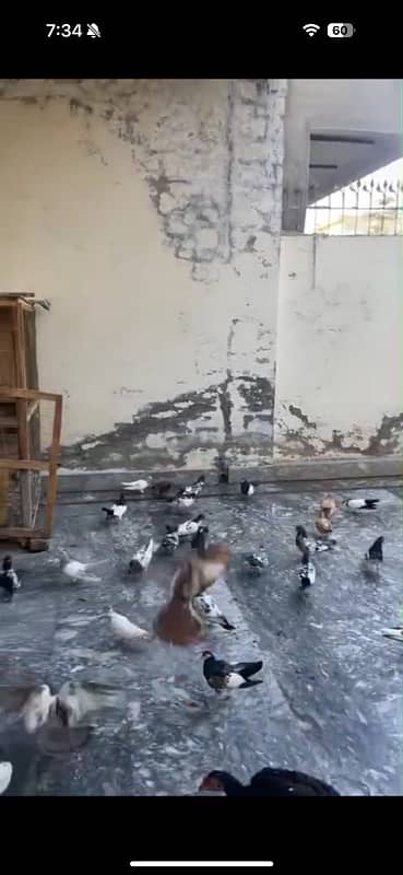 pigeons for sale per piece 2000 1