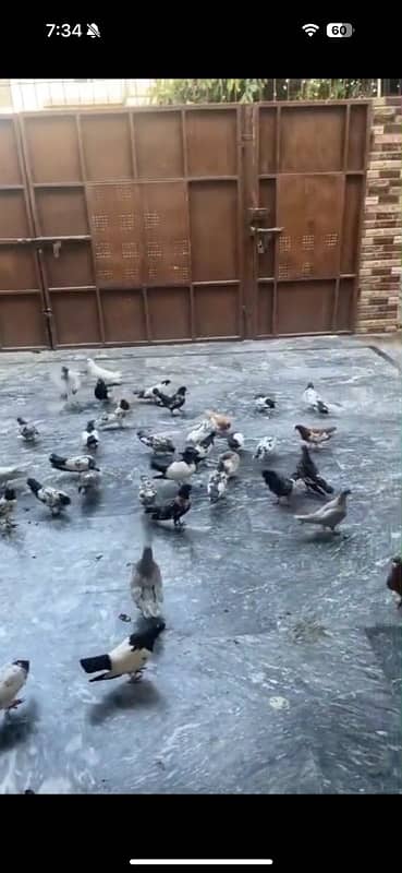 pigeons for sale per piece 2000 2