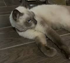 pure siamese cat with blue eyes