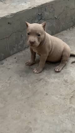 pitbull female pup first vacine done 0