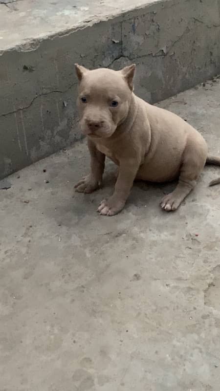 pitbull female pup first vacine done 0