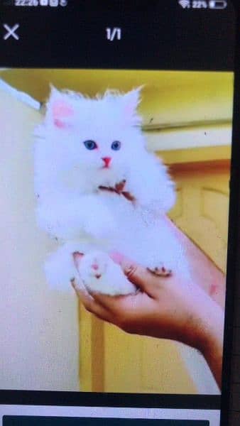 Persian beautiful cat for sale 0341/065/54/49 my WhatsApp number 0