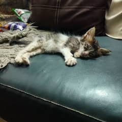 free double coat female kitten one month 0