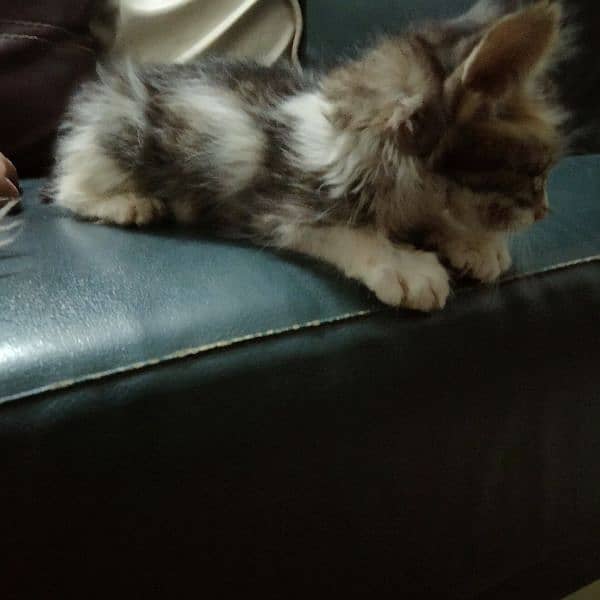 free double coat female kitten one month 4