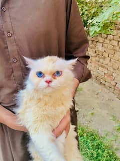 1 year old male cat for sale. contact me on wattsap number 03096485107