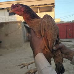 pure aseel mianwali hen 0