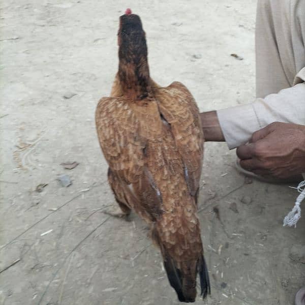 pure aseel mianwali hen 2