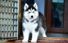 Siberian husky puppie/ German shepherd