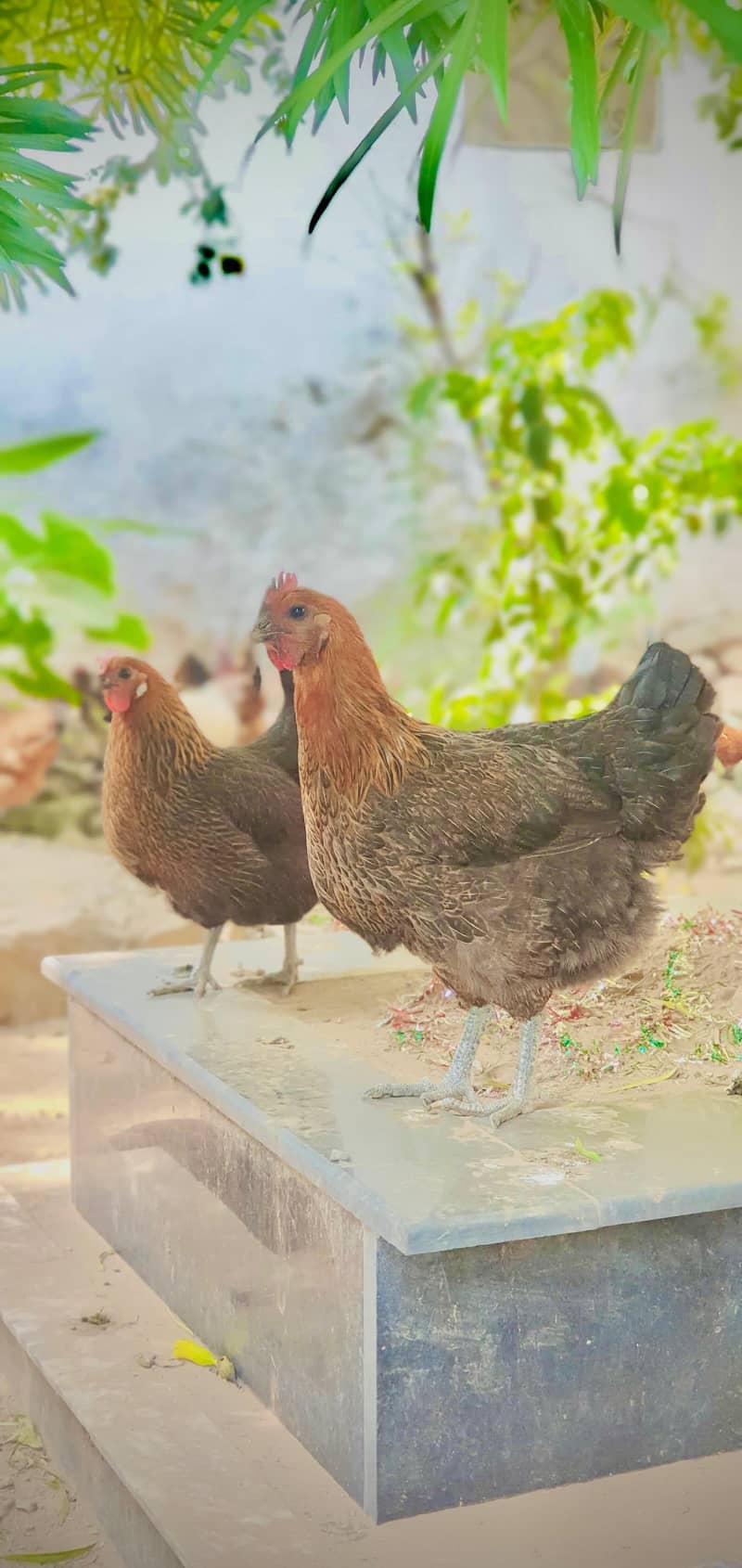 Golden Misri raised on natural food | Egg laying hen | hens | مرغیاں 5