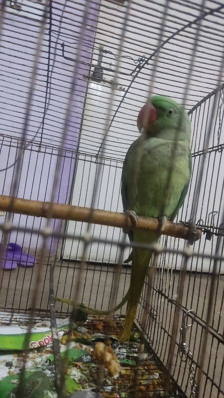 raw parrot sale 15 month age 0