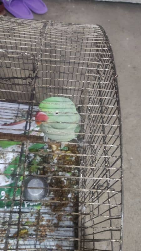 raw parrot sale 15 month age 2