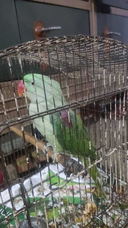 raw parrot sale 15 month age 4