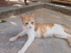 Cross Persian Cat with 3 kittens