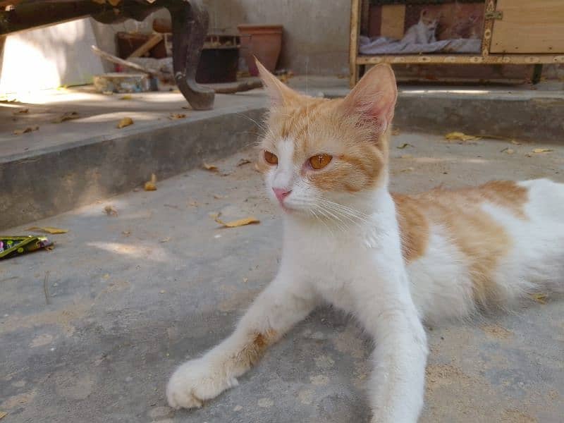 Cross Persian Cat with 3 kittens 1