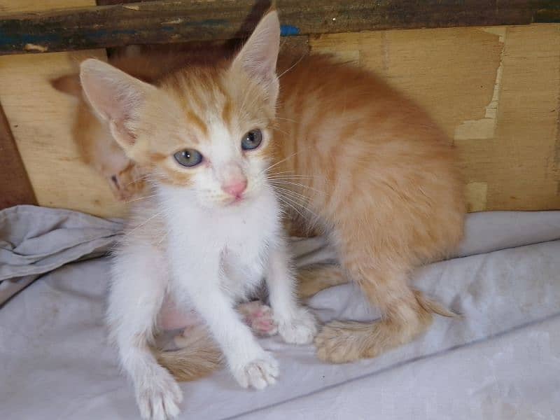 Cross Persian Cat with 3 kittens 2