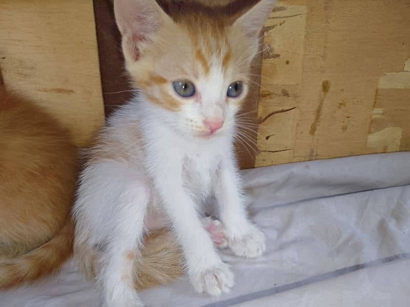 Cross Persian Cat with 3 kittens 3