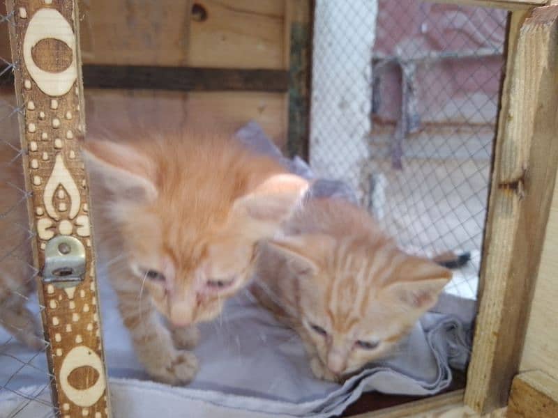 Cross Persian Cat with 3 kittens 4