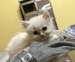 punch face Persian kitten / urgent sale