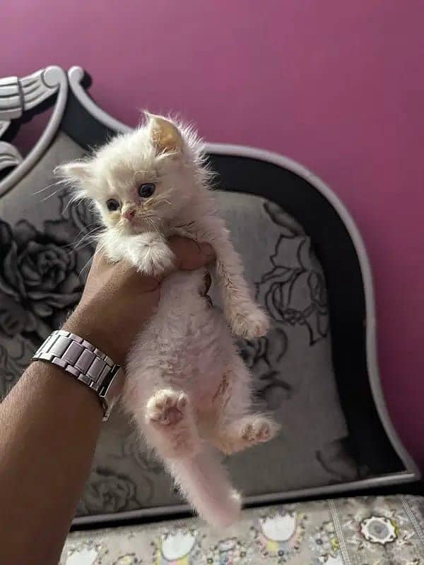 punch face Persian kitten / urgent sale 1