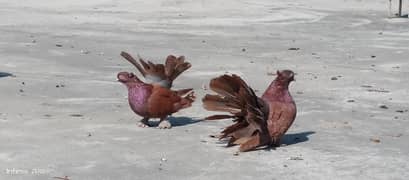 indian Faintail adult pair