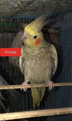 Cocktiels Full breeder pair