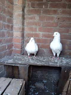 fancy pigeon