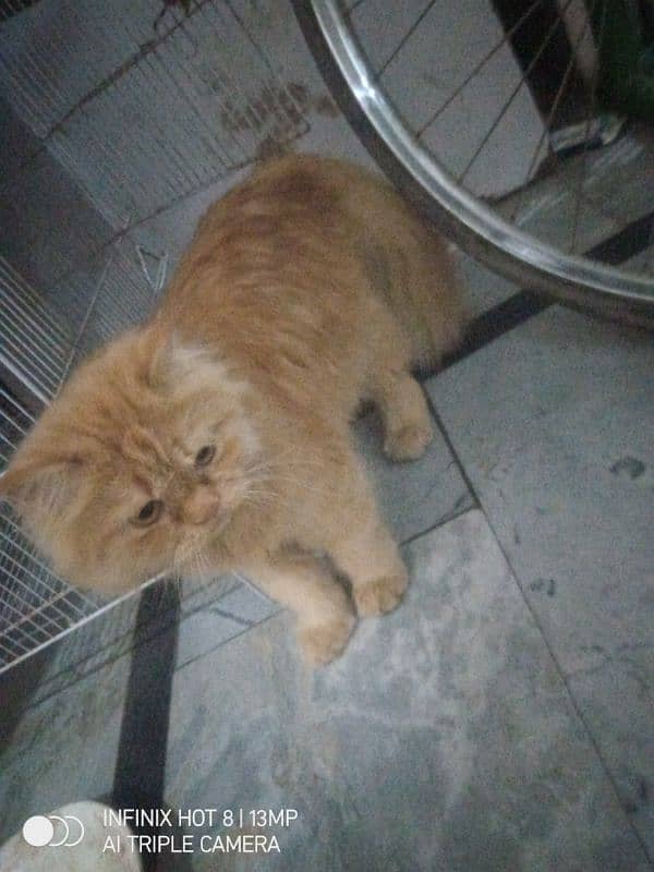 6 months persian male cat 0