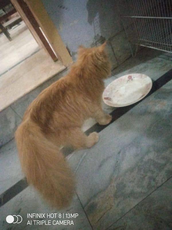 6 months persian male cat 1