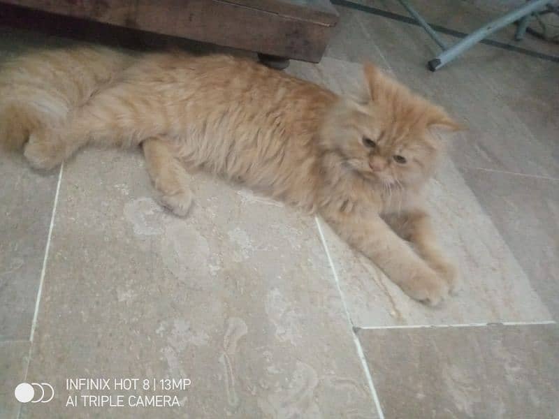 6 months persian male cat 2