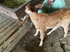 Sahiwal Cow