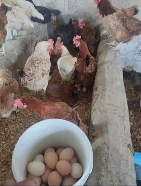 Golden Misri hen || Egg laying Hen || Full Production Hen 3