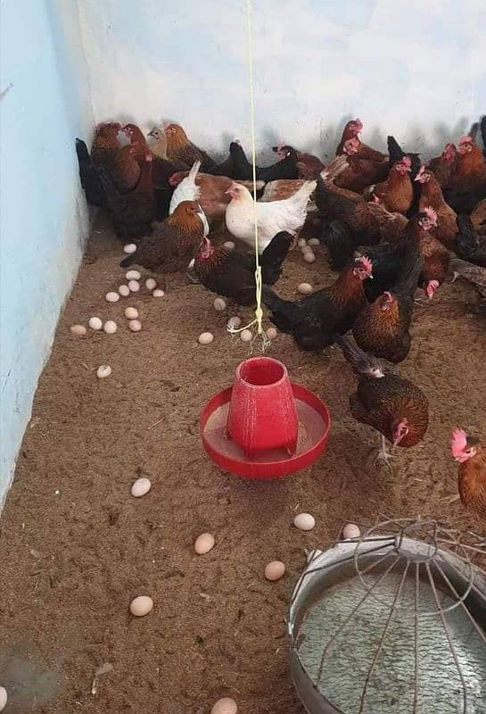 Golden Misri hen || Egg laying Hen || Full Production Hen 4