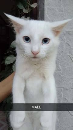 Persian Kittens Doll Face 3 months age Litter trained