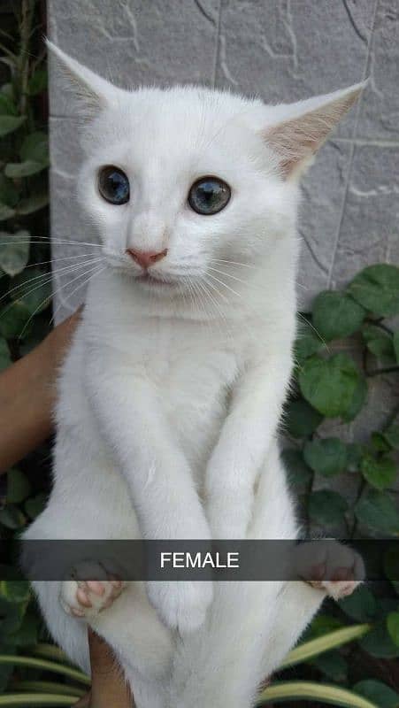 Persian Kittens Doll Face 3 months age Litter trained 2