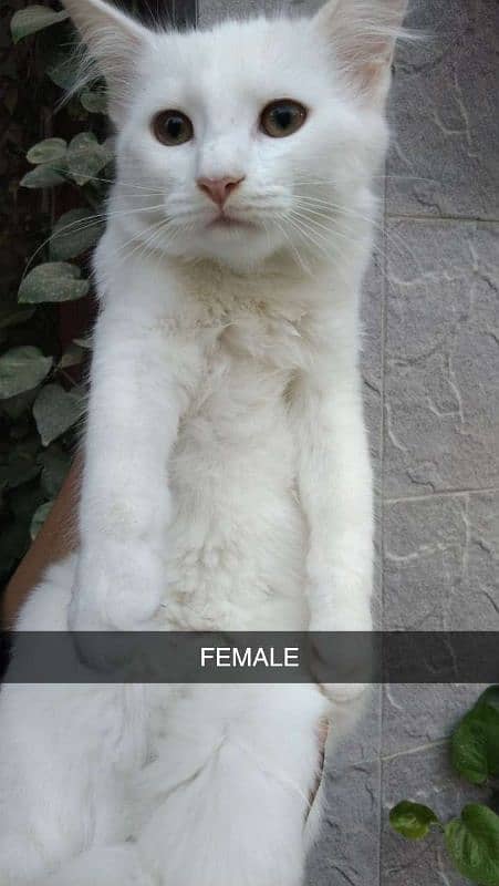 Persian Kittens Doll Face 3 months age Litter trained 3