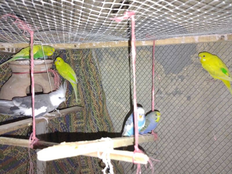 this parrots is sale 4