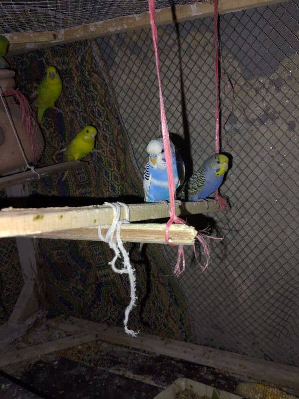 this parrots is sale 6